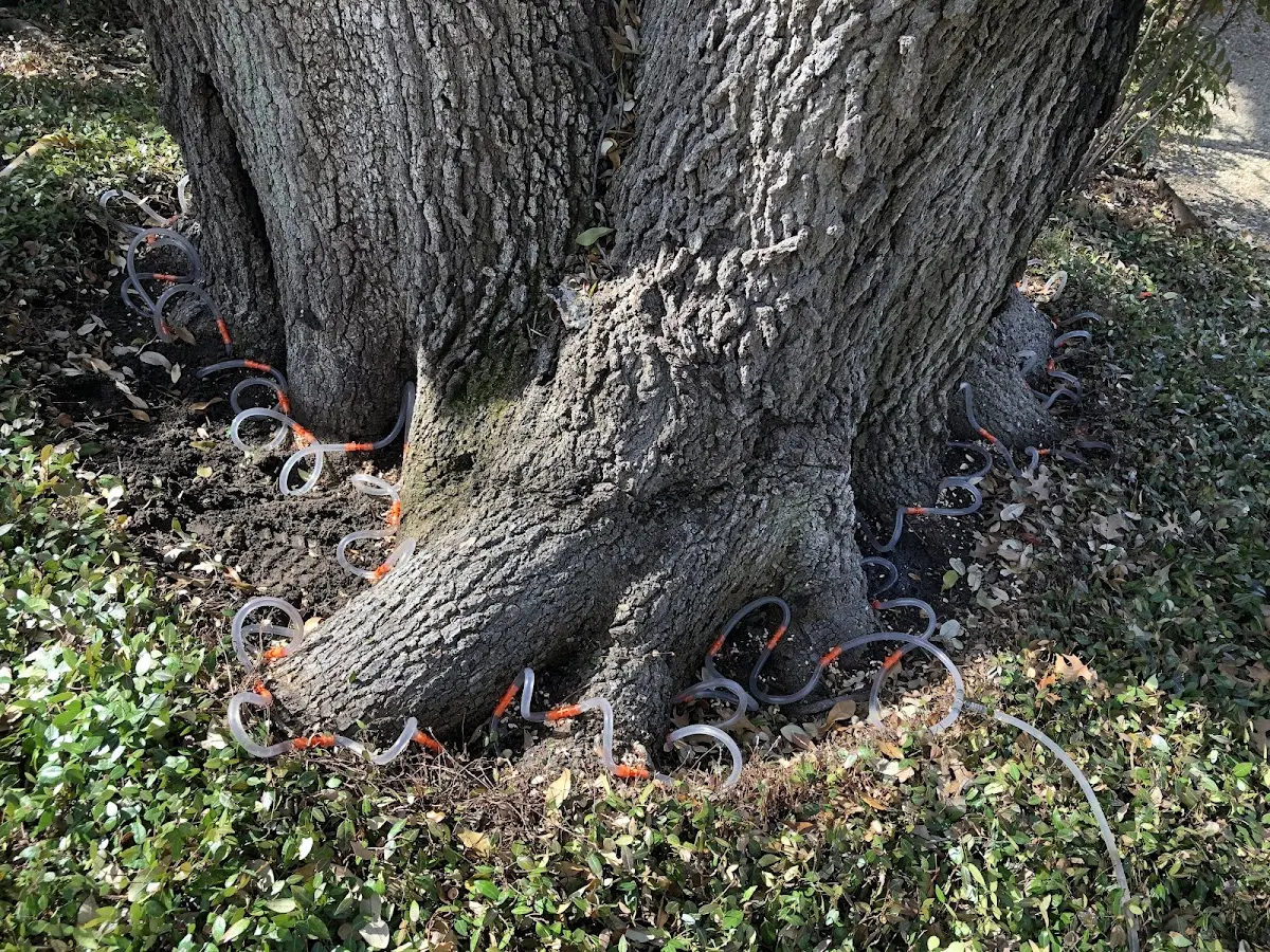 Detailed Tree Cabling and Bracing job site in Moorland
