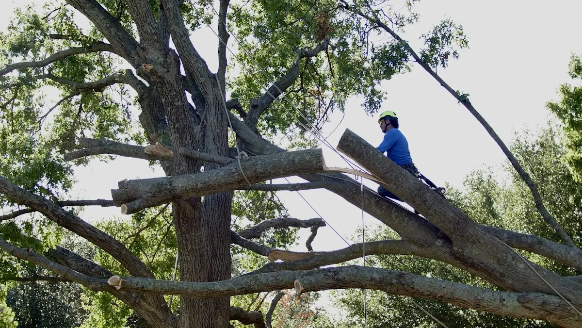 Professional Crown Thinning performed by certified arborists in Moorland
