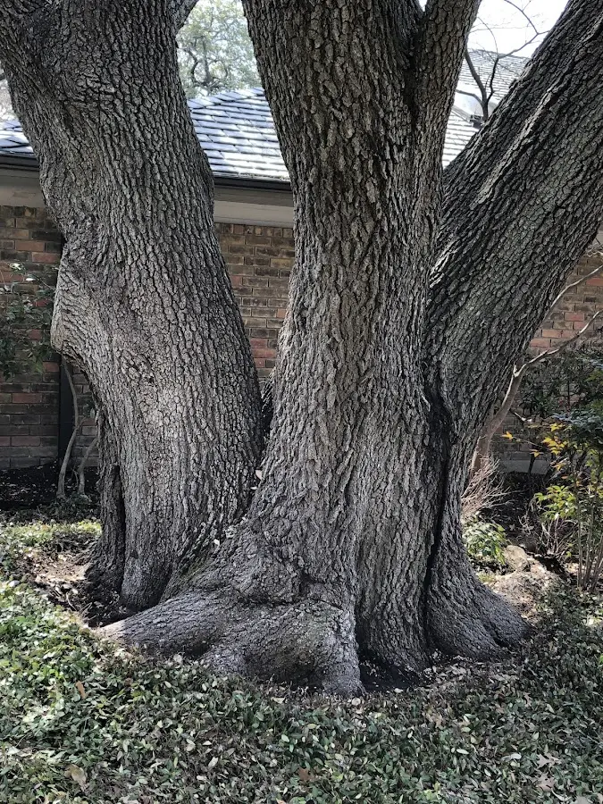Mature heritage tree close to a Moorland property cared for by certified arborists